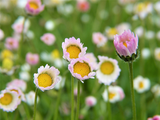 image_jardin_printemps